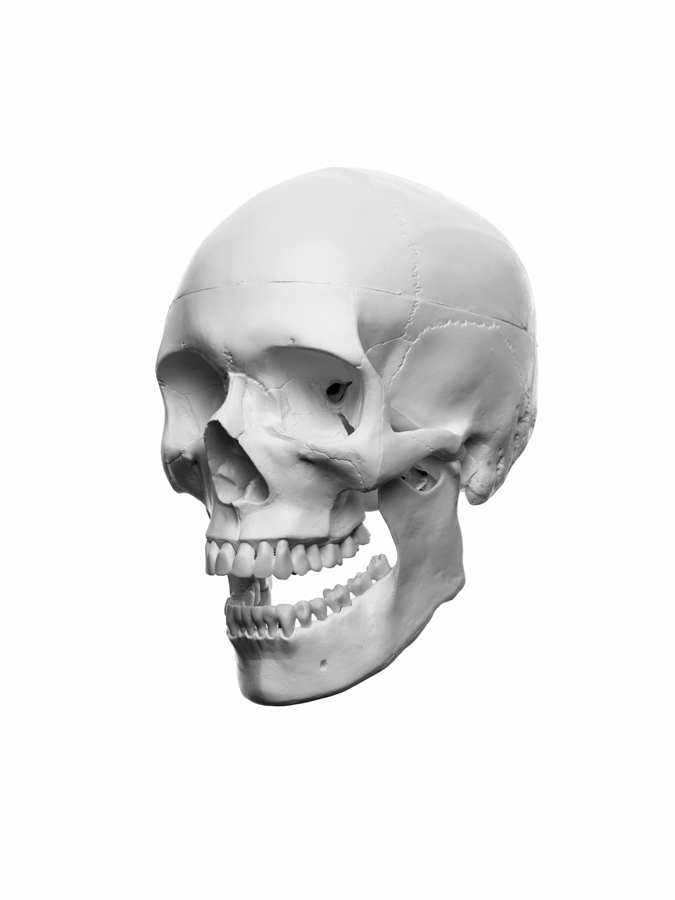 fantl-skull-2016-01